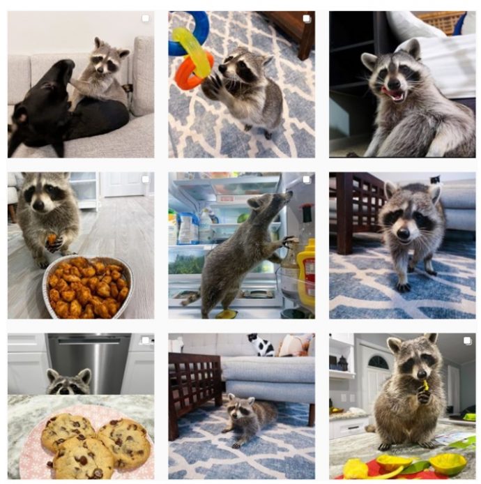 Tito the Raccoon